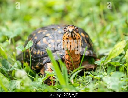 Eastern Box Turtle (Terrapene carolina Carolina) has bright coloration including red eyes Stock Photo