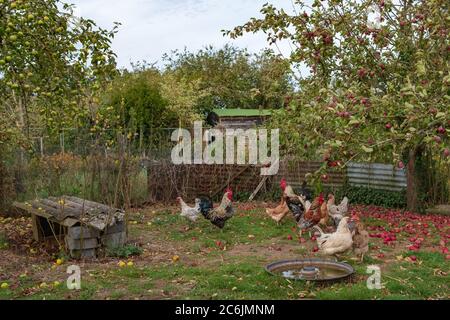 Rural small holding of a flock of chickens seen in a make shift sectioned area in an apple orchard. Fallen apples can be seen.