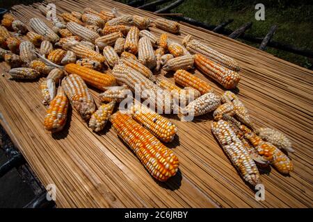 Ears of corn are left to dry in the hot African sun in Kenya Stock Photo