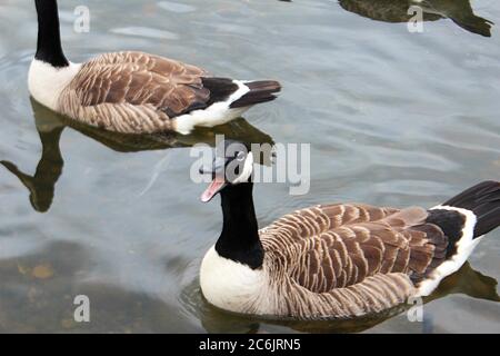 Canada goose honking on a lake in Chorlton water park in Manchester, England Stock Photo