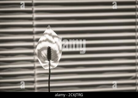 White flower of spathiphyllum backlit sunlight against background of window blinds. Stylish striped background or wallpaper, black and white image Stock Photo