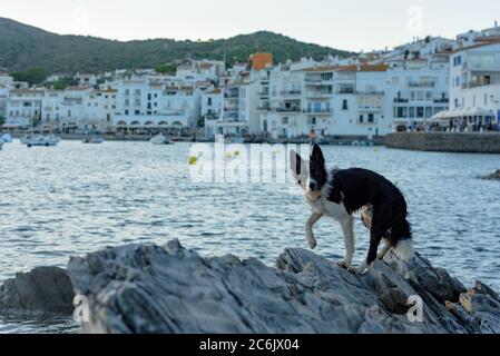 Border Collie in the beach and houses of the village of Cadaques, Spain. in the beach and houses of the village of Cadaques, Spain in summer. Stock Photo