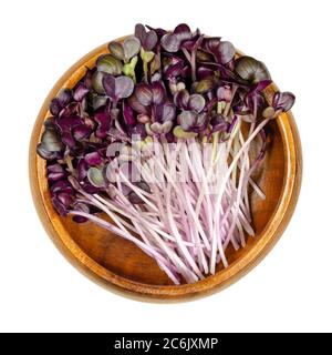 Radish seedlings with red leaves in wooden bowl. Sprouts of Raphanus sativus, an edible root vegetable. Young plants and microgreen. Isolated on white Stock Photo