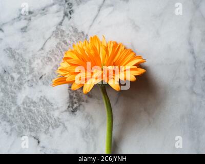 Orange gerbera daisy flower on marble table