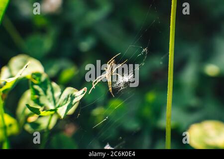 Macro shot of a spider on a web Stock Photo