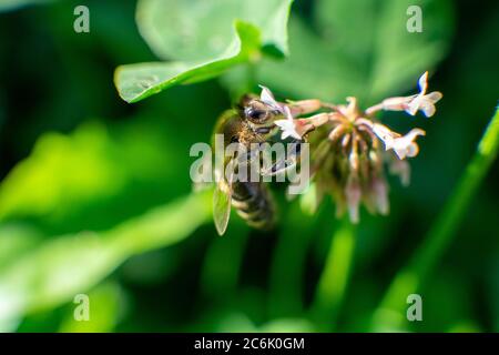 Macro shot of a bee on flower Stock Photo