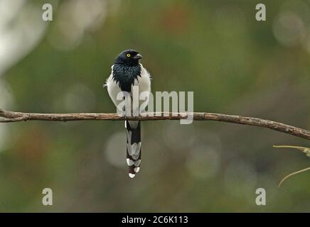 Magpie Tanager (Cissopis leverianus leverianus) adult perched on branch  Bogota, Colombia       November Stock Photo