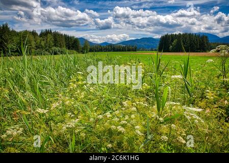 DE - BAVARIA: Loisach Moor between Bichl and Benediktbeuern Stock Photo