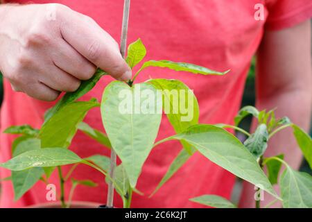 Capsicum annuum 'Early jalapeno'' pruning. Pinching out the top growth of a jalapeno chilli plant to encourage side shoots. Stock Photo