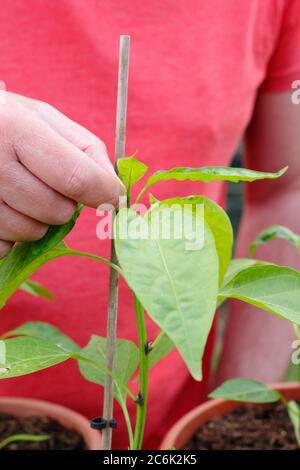 Capsicum annuum 'Early jalapeno'' pruning. Pinching out the top growth of a jalapeno chilli plant to encourage side shoots. Stock Photo