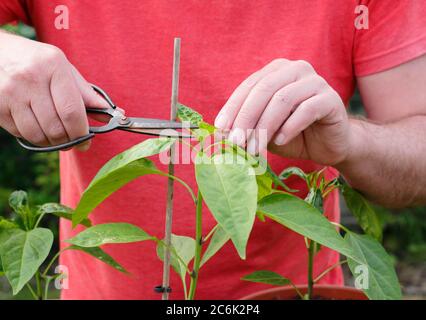 Capsicum annuum 'Early jalapeno'' pruning. Pinching out the top growth of a jalapeno chilli plant to encourage side shoots. Stock Photo