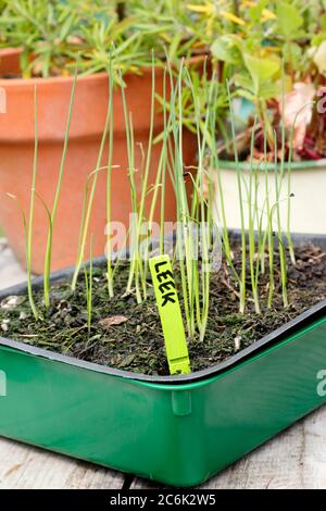 Leek seedlings in a tray ready for potting on. Allium porrum 'Crusader' F1. UK Stock Photo