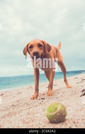 A happy and healthy yellow Labrador retriever waiting patiently for its ball to be thrown during a game of fetch whilst standing on a deserted beach Stock Photo