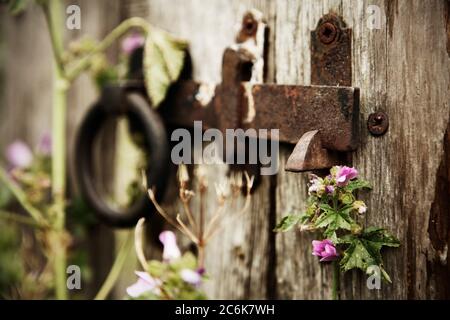 Old rusty metal latch on wooden gate. Stock Photo