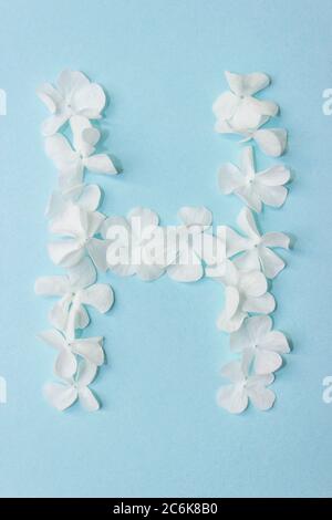 Flower Alphabet - H. Letter made from live flowers on light blue background Stock Photo