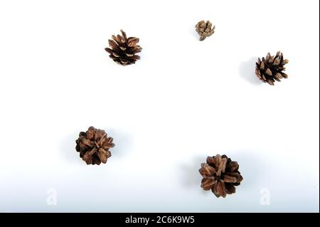 Five pine cones randomly placed in a circle on white surface.  Horizontal shot with copy space. Stock Photo