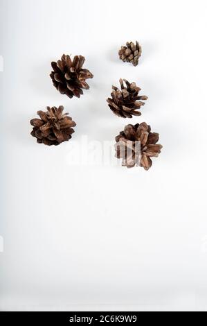 Random selection of five pine cones on white surface.  Vertical shot with copy space in the lower part of photo. Stock Photo