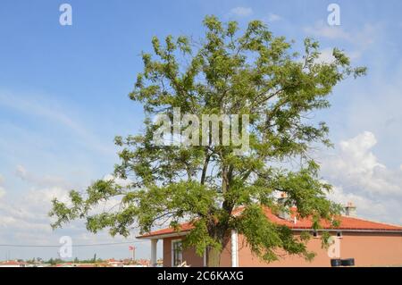 tree with large broad branches Stock Photo