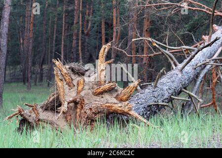 A tree torn from the ground lying on its side. The ragged pine roots lie outward. The consequences of a terrible hurricane in the forest Stock Photo