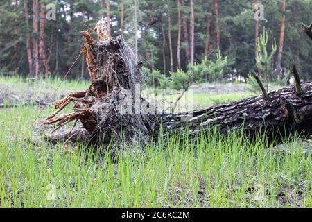 A horizontal shot of a tree at the bottom of a tree lying on its side on the ground. The roots are torn from the soil. Stock Photo