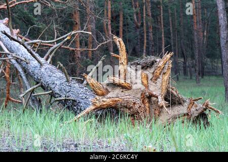 The roots of a tree lying on its side torn by a hurricane from the soil in the rays of a sunny sunset Stock Photo
