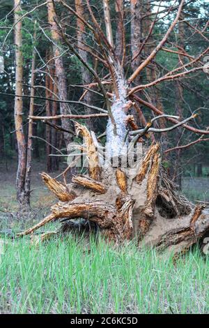 Vertical photo of the root of an old tree torn from the ground by a strong wind lying in a forest in a clearing Stock Photo