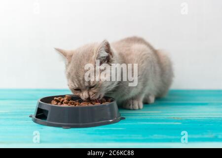 A small British Shorthair kitten of a peach beige cream color on a blue wooden floor eats special food from a gray bowl Stock Photo