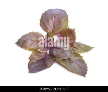 A bunch of dark opal basil leaves isolated on white background Stock Photo