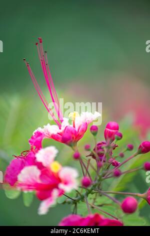close-up of beautiful tropical pink flowers on blurred green background (Caesalpinia pulcherrima) Stock Photo
