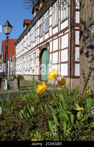 A half-timbered house in the small town Lügde with yellow flowers in spring. Stock Photo