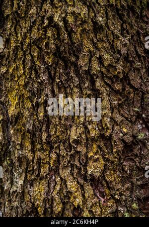 Western Hemlock Bark Stock Photo