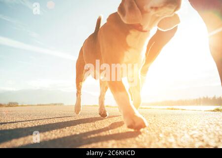 Running dog paws and man legs close up image on sunny day Stock Photo