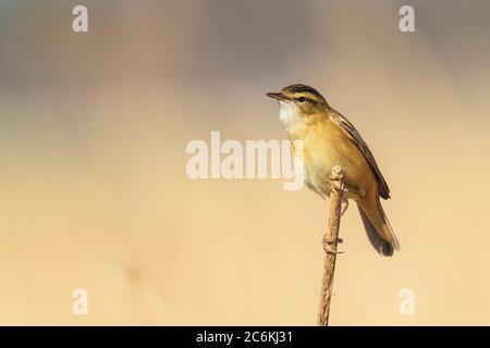 Eurasian reed warbler Acrocephalus scirpaceus bird singing in reeds during sunrise. Springtime season Stock Photo