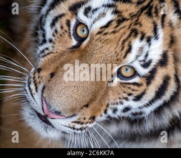 Young Amur tiger gazing directly into camera Stock Photo