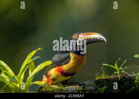 Collared aracari  (Pteroglossus torquatus), Laguna del lagarto, Alajuela, Costa Rica Stock Photo