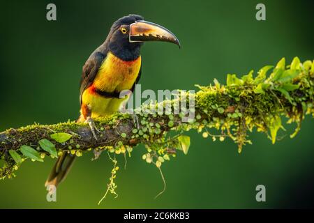 Collared aracari  (Pteroglossus torquatus), Laguna del lagarto, Alajuela, Costa Rica Stock Photo