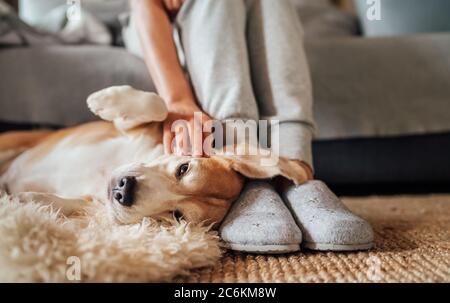 Beagle dog female owner caress stroking her pet lying on the back on natural stroking dog on the floor and enjoying the warm home atmosphere. Stock Photo