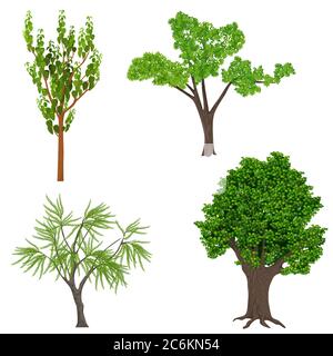 Highly detailed realistic cartoon trees set. Wood forest icons elements Stock Vector