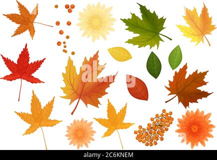 Beautiful colourful realistic autumn leaves and flowers set. Yellow golden red green keaves icolated Stock Vector