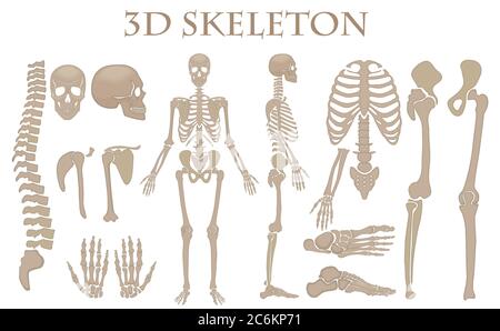 Human bones 3d realistic vector skeleton silhouette collection set. High detailed helloween illustration Stock Vector