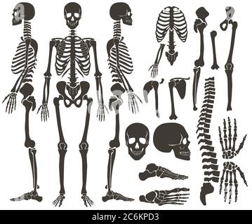 Human bones skeleton dark black silhouette collection. High detailed Vector Set of bones illustration Stock Vector
