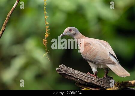 Pale-vented pigeon (Patagioenas cayennensis), Guapiles, Limón, Costa Rica Stock Photo