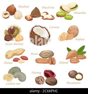 Various kinds of color flat realistic Nuts and seeds icon collection Stock Vector