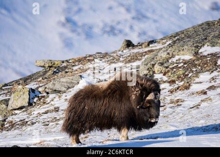 The muskox, with scientific name Ovibos moschatus, in Dovrefjell National Park, Norway Stock Photo