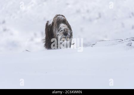The muskox in the Dovrefjell National Park from Norway. The muskox, also spelled musk ox and musk-ox, is an Arctic hoofed mammal of the family Bovidae Stock Photo