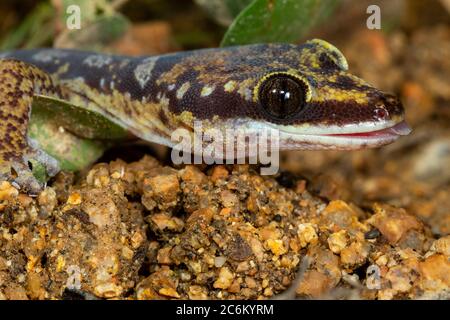 Ocellated velvet gecko (Oedura monilis) with tongue protruding. Magnetic Island, Queensland, Australia Stock Photo