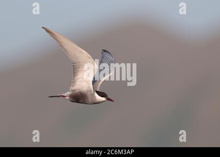 Whiskered Tern (Chlidonias hybrida), in flight, side view, New Territories, Hong Kong China 30 April 2020 Stock Photo