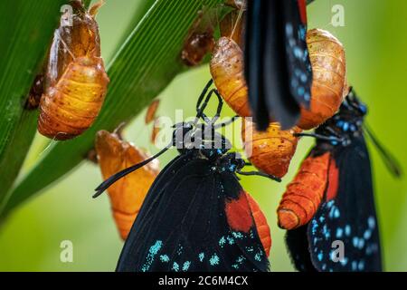 West Palm Beach, Florida, USA. 10th July, 2020. Atala butterflies emerge from their chrysalis completing their stage from caterpillars to butterflies. Credit: Greg Lovett/ZUMA Wire/Alamy Live News Stock Photo