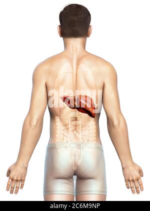 3d rendered illustration of the male liver Stock Photo - Alamy