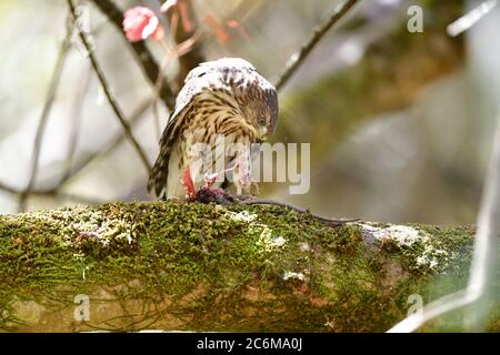 A Juvenile Cooper's Hawk aka Accipiter cooperii Stock Photo
